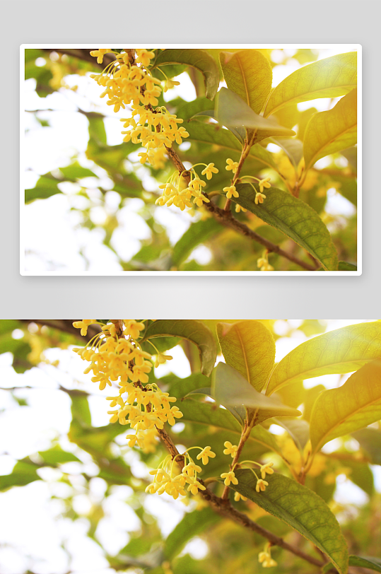 清新桂花花卉植物摄影图