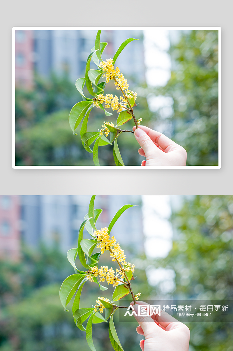 清新桂花花卉植物摄影图素材