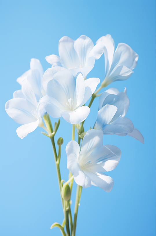 蓝色背景小清新植物花卉兰花静物高清拍摄图