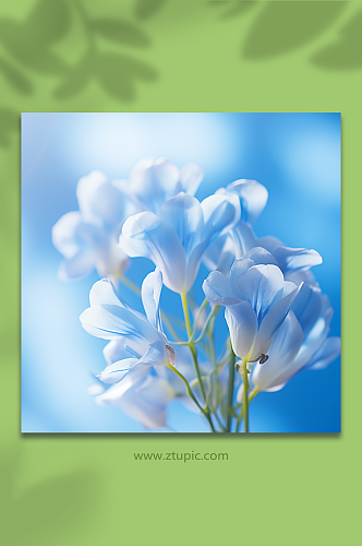 蓝色背景小清新植物花卉静物高清拍摄图