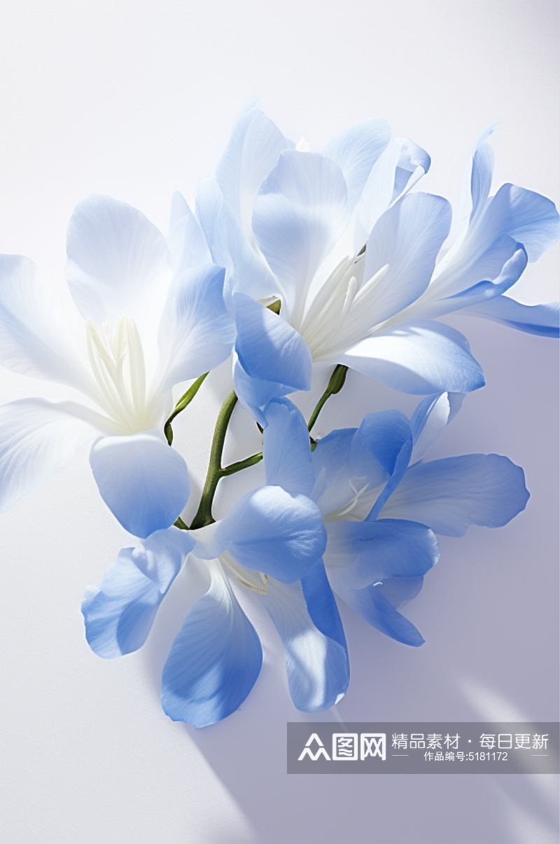 蓝色背景小清新植物花卉静物局部高清拍摄图素材