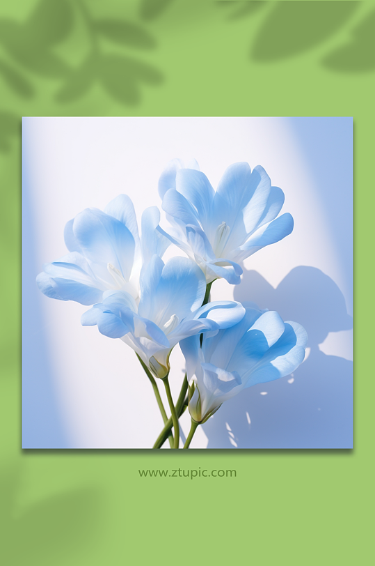 蓝色背景小清新植物花卉静物拍摄高清图