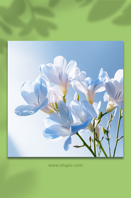 蓝色背景小清新植物花卉局部静物高清拍摄图