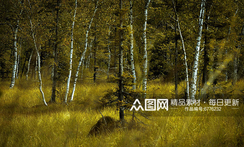 自然白桦树摄影图素材