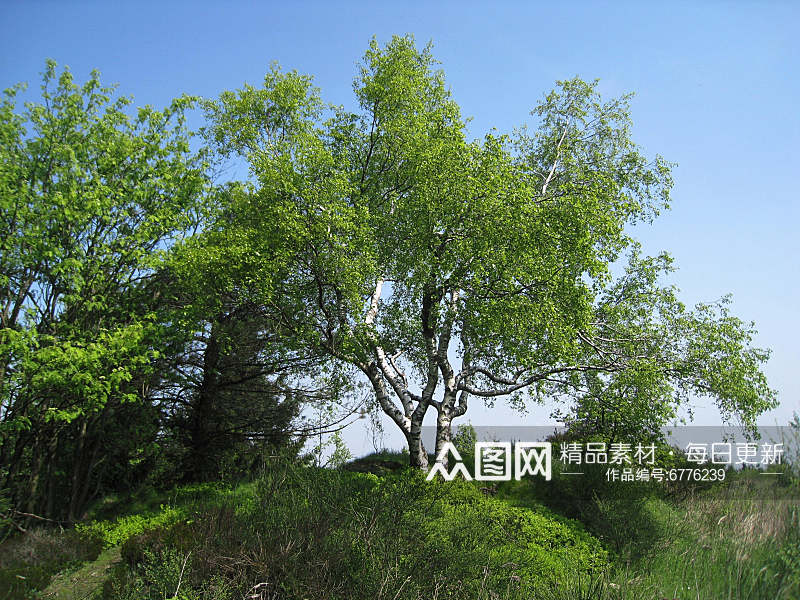 白桦树风光摄影图素材