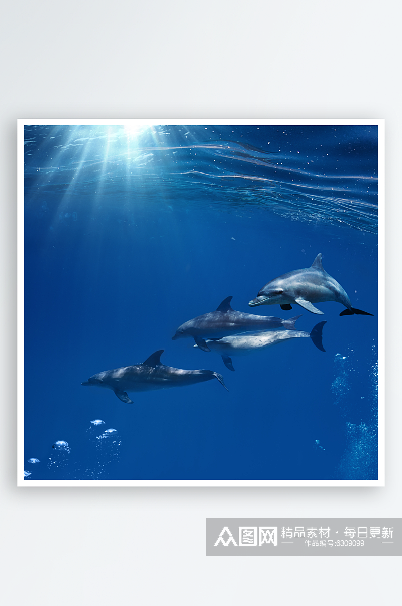 高清可爱海豚摄影图素材
