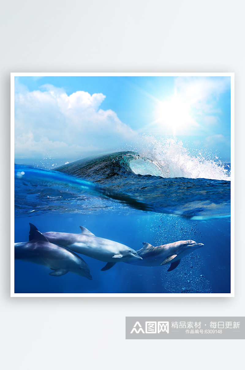 高清可爱海豚摄影图素材