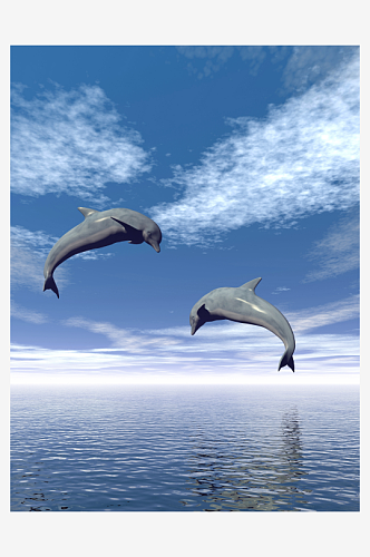 高清可爱海豚摄影图