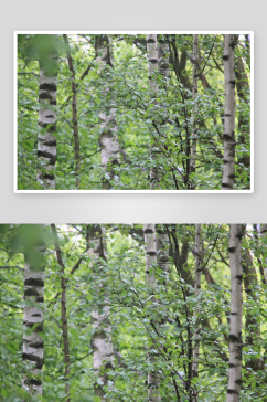 白桦树风光摄影图