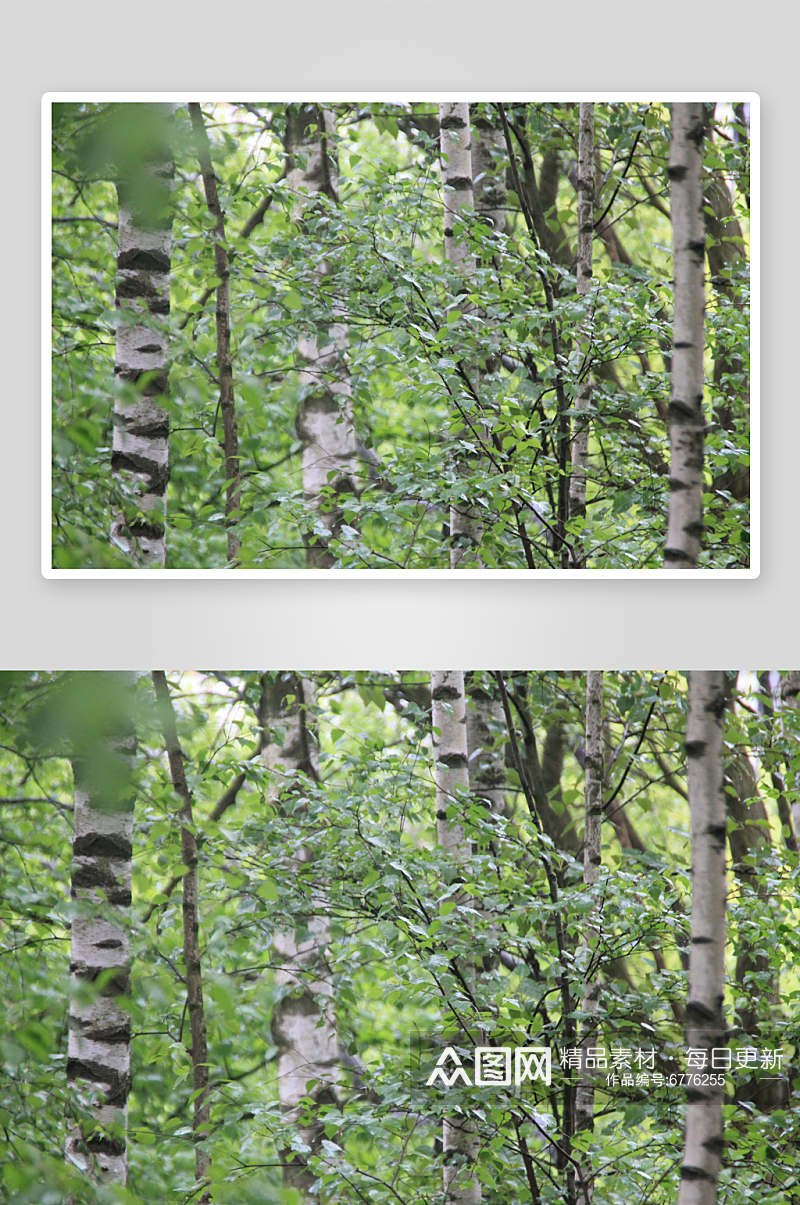 白桦树风光摄影图素材