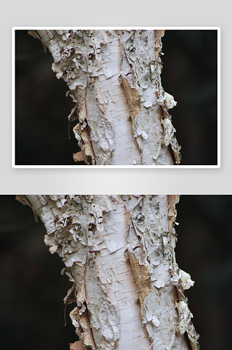 白桦树风光摄影图
