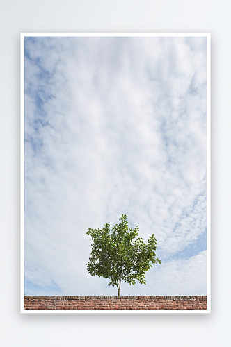 粽树背景自然城市高空图片