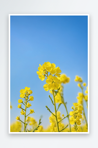 油菜花青海油菜花天空菜花村图片