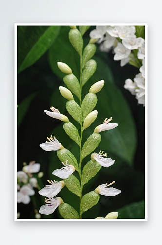 植物开花盆栽发芽绿植花朵客厅叶子图片