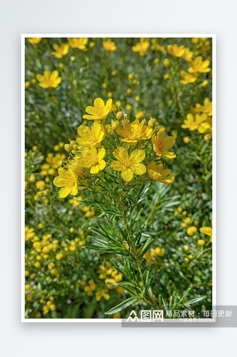 植物开花发芽绿植花朵百合盆栽叶子图片素材