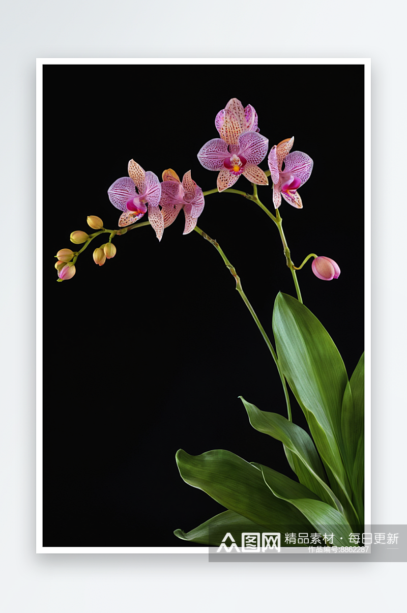美丽的兰花植物花瓣清新美纯净特写素材