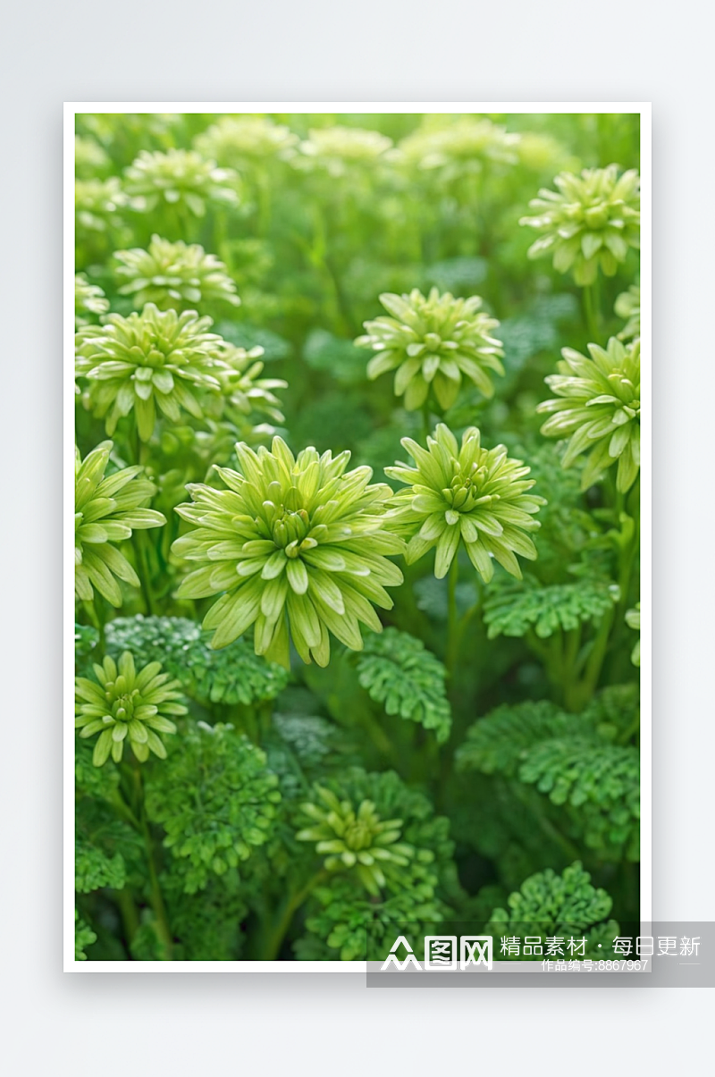 AI数字艺术植物花朵开花了摄影图素材