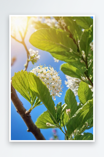 AI数字艺术植物花朵开花了摄影图