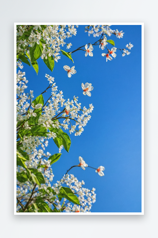 春景花朵植物风景花草清新自然背景图片