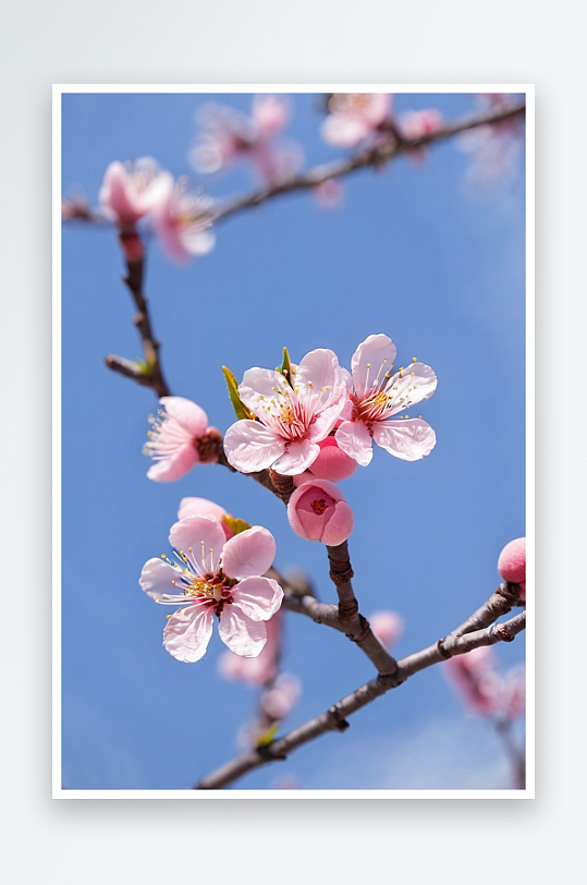 春景花朵植物自然美花草清新自然背景图片