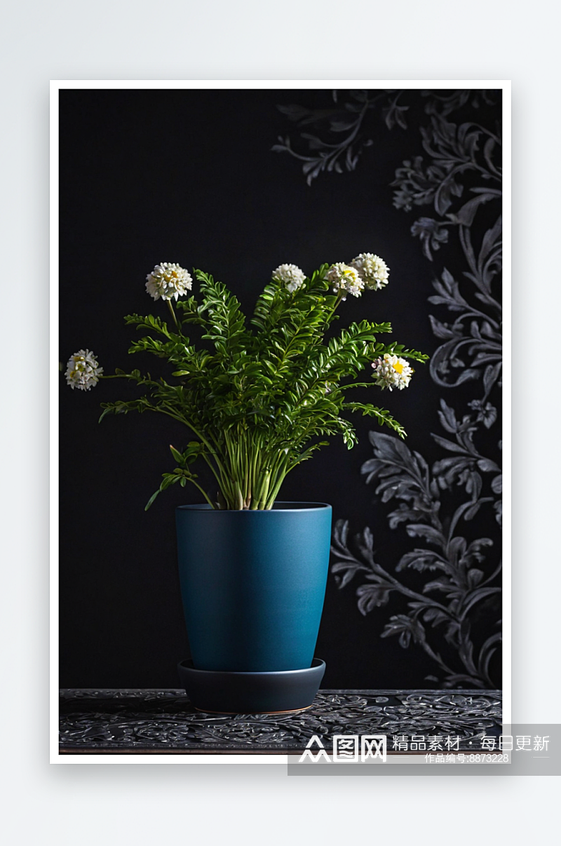 波兰黑色背景下桌子上盆栽植物特写图片素材