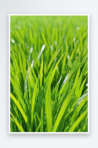 春天绿色植物小草发芽清新图片