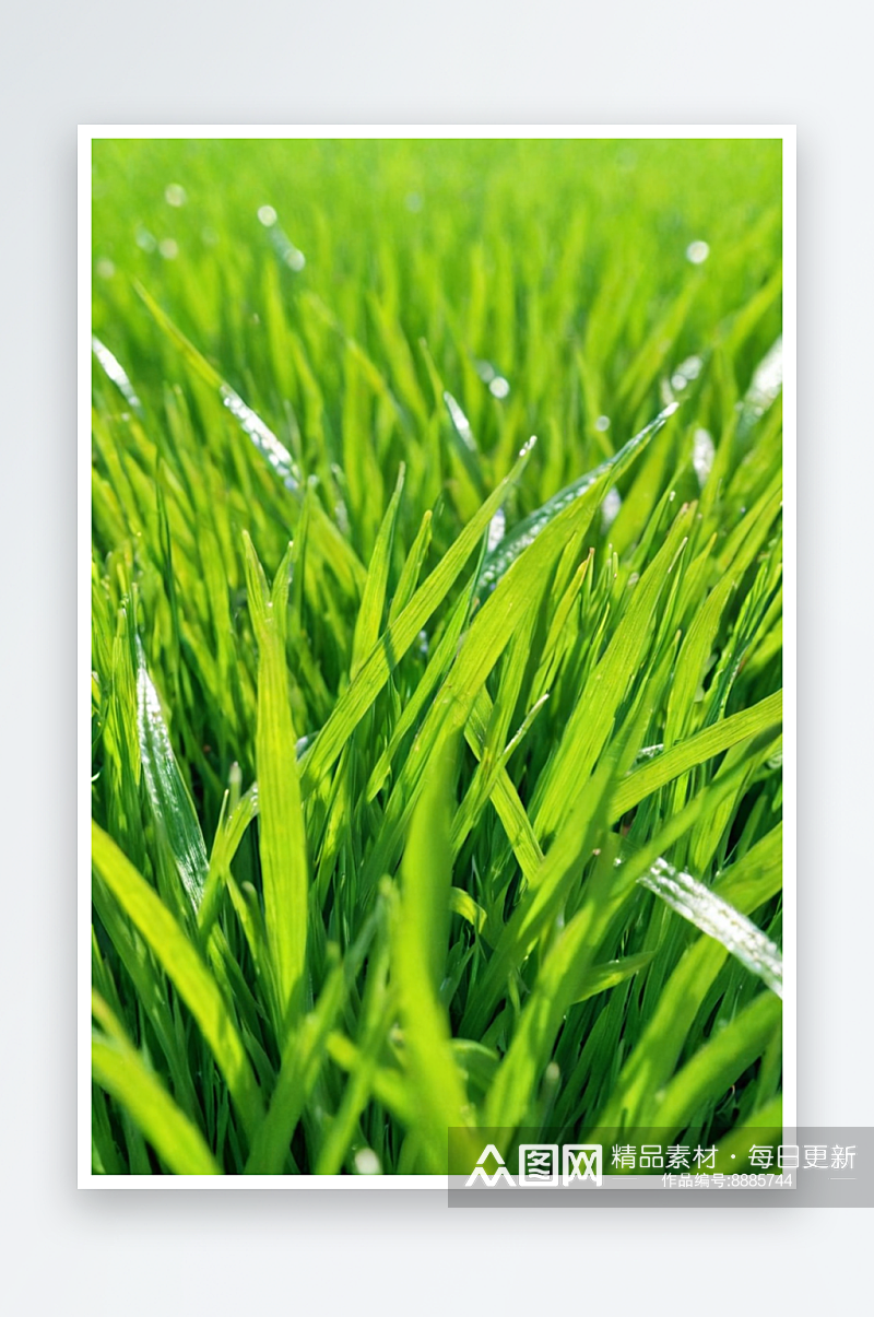 春天绿色植物小草发芽清新图片素材