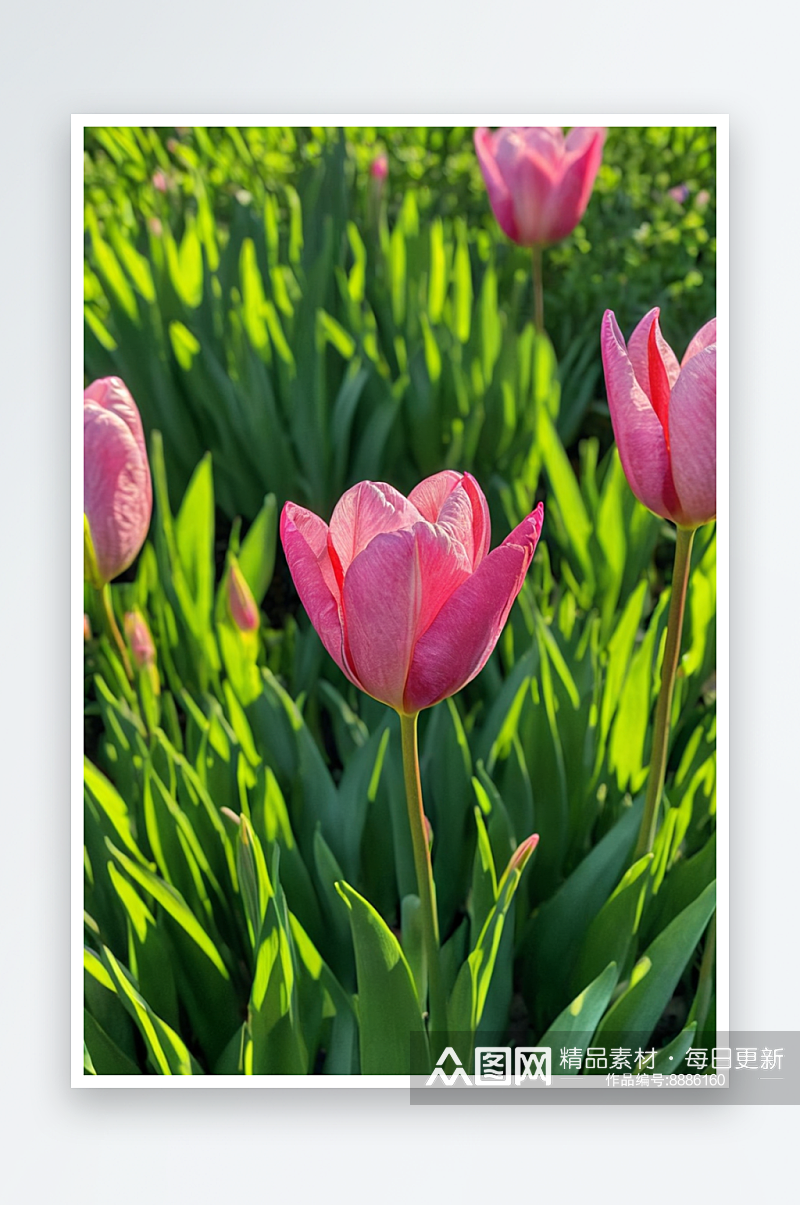 春天粉色花朵清新自然图片照片素材