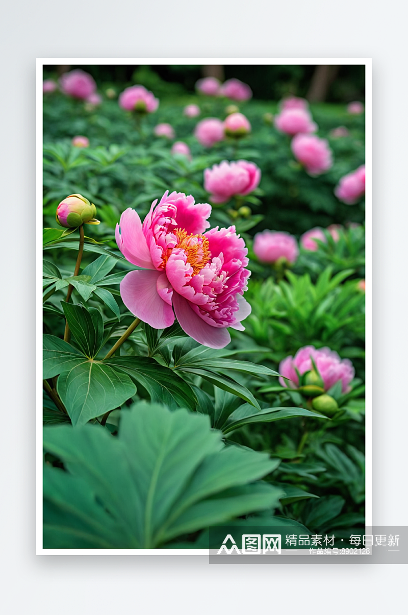 粉色牡丹花朵近景花瓣自然美纯净图片素材