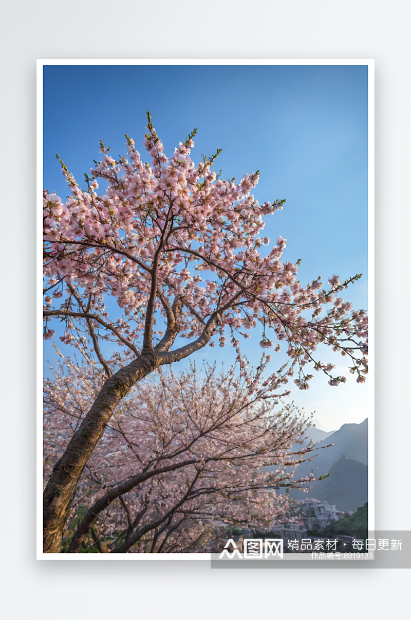 春景粉色桃花清新自然照片素材