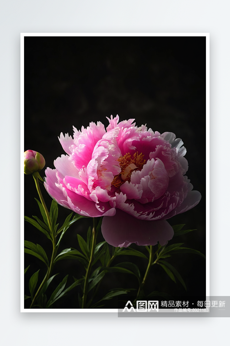 国花牡丹花朵花瓣清新自然美纯净图片素材