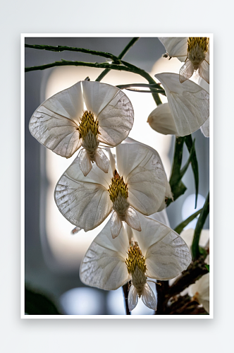 植物蝴蝶兰兰花花朵近景清新美纯净图片