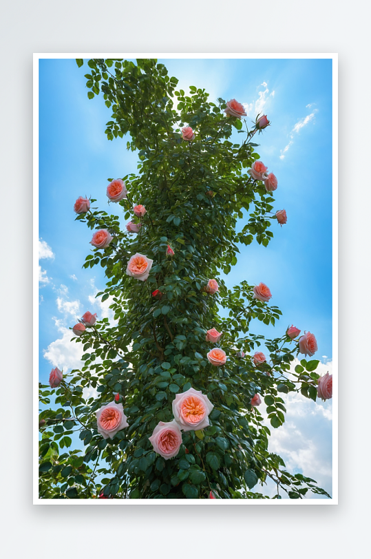 玫瑰花花簇全景图片特写