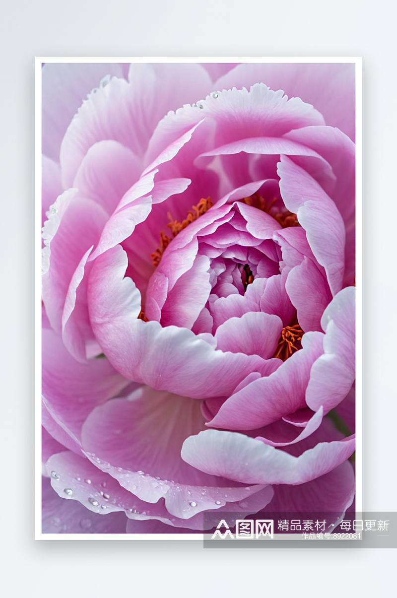 自然美牡丹花朵植物花瓣清新美纯净图片素材