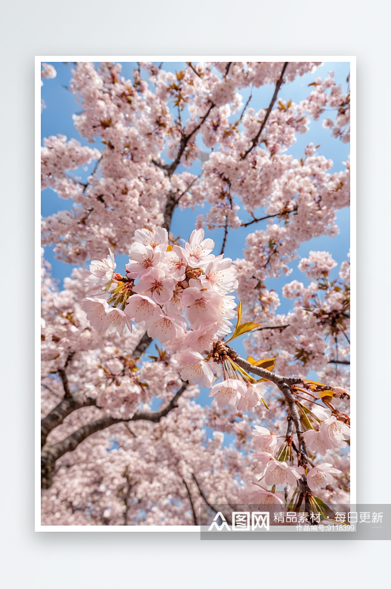 樱花低角度樱花春天斯洛伐克图片素材
