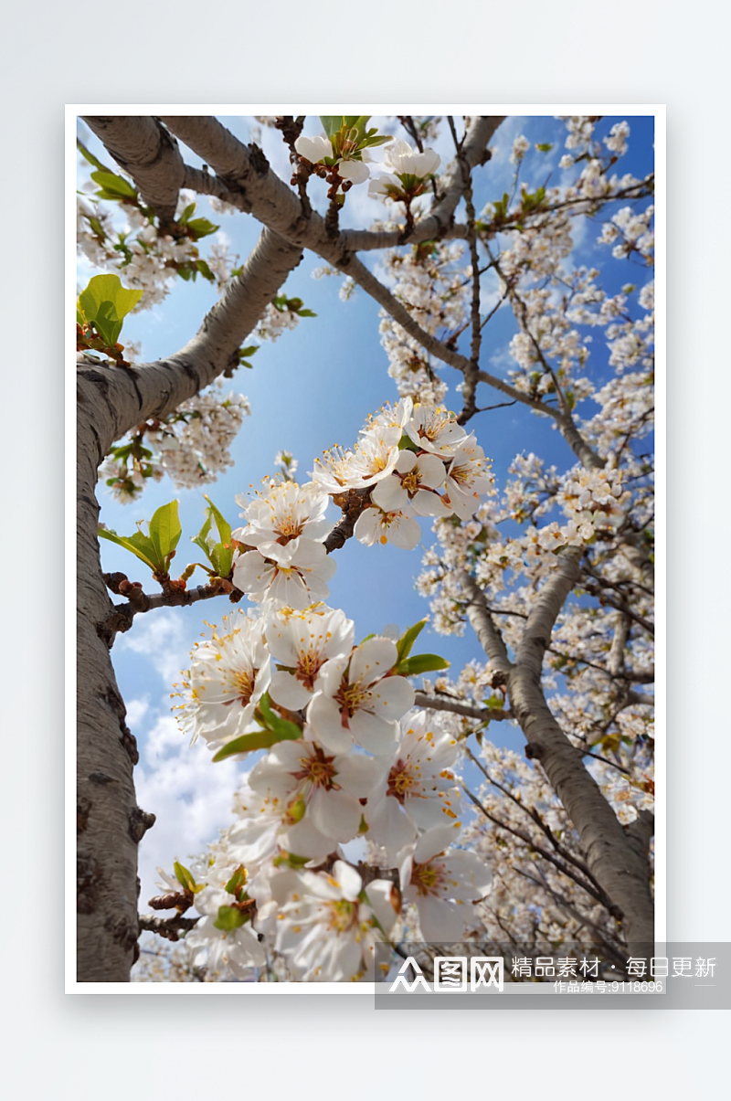 杏花盛开花树对着天空低角度视图图片素材