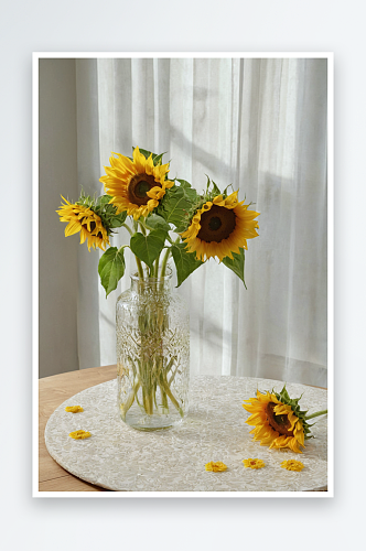 桌子上向日葵花图片