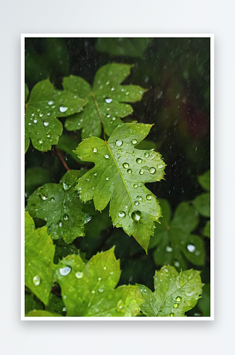 雨滴落树叶上特写镜头图片