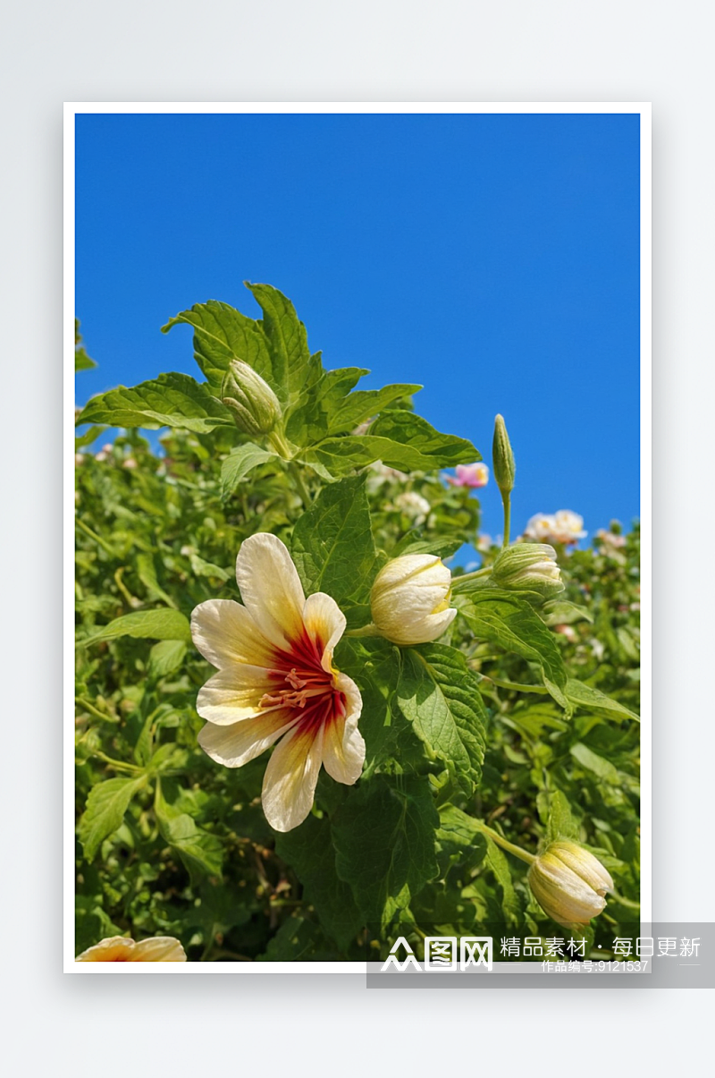 悬挂钟形花蓝天下开花植物特写图片素材