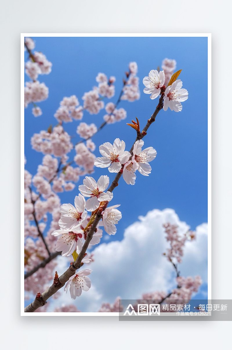 樱花对蓝天樱花对天空低角度视图图片素材