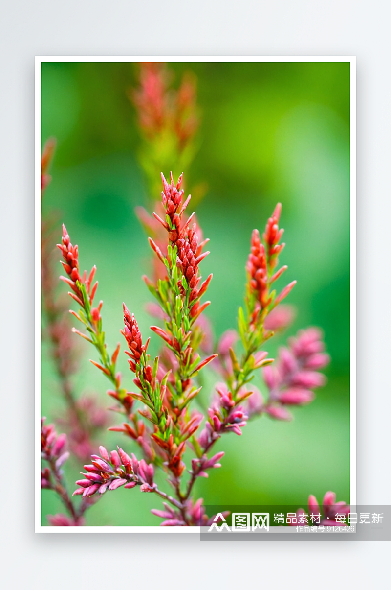 野生植物拍摄主题红色石楠植物春天嫩枝上生素材
