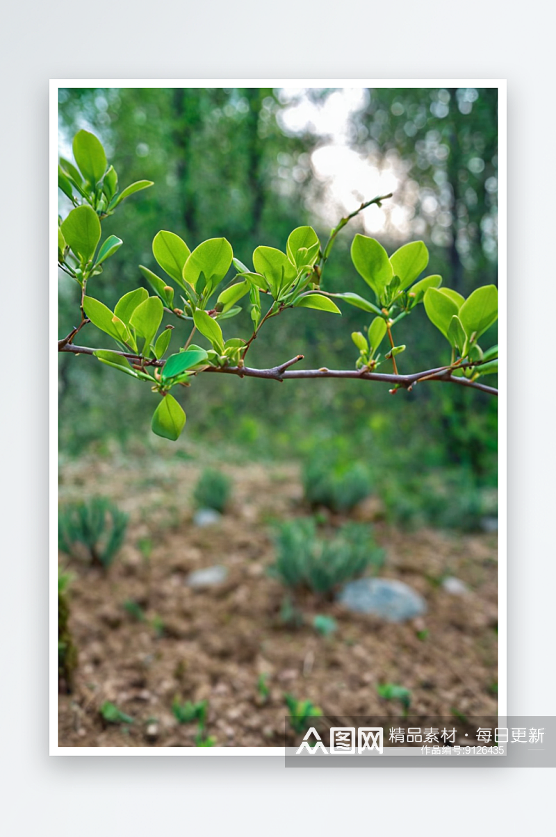 野生植物拍摄主题春天嫩枝上生长出绿色嫩芽素材