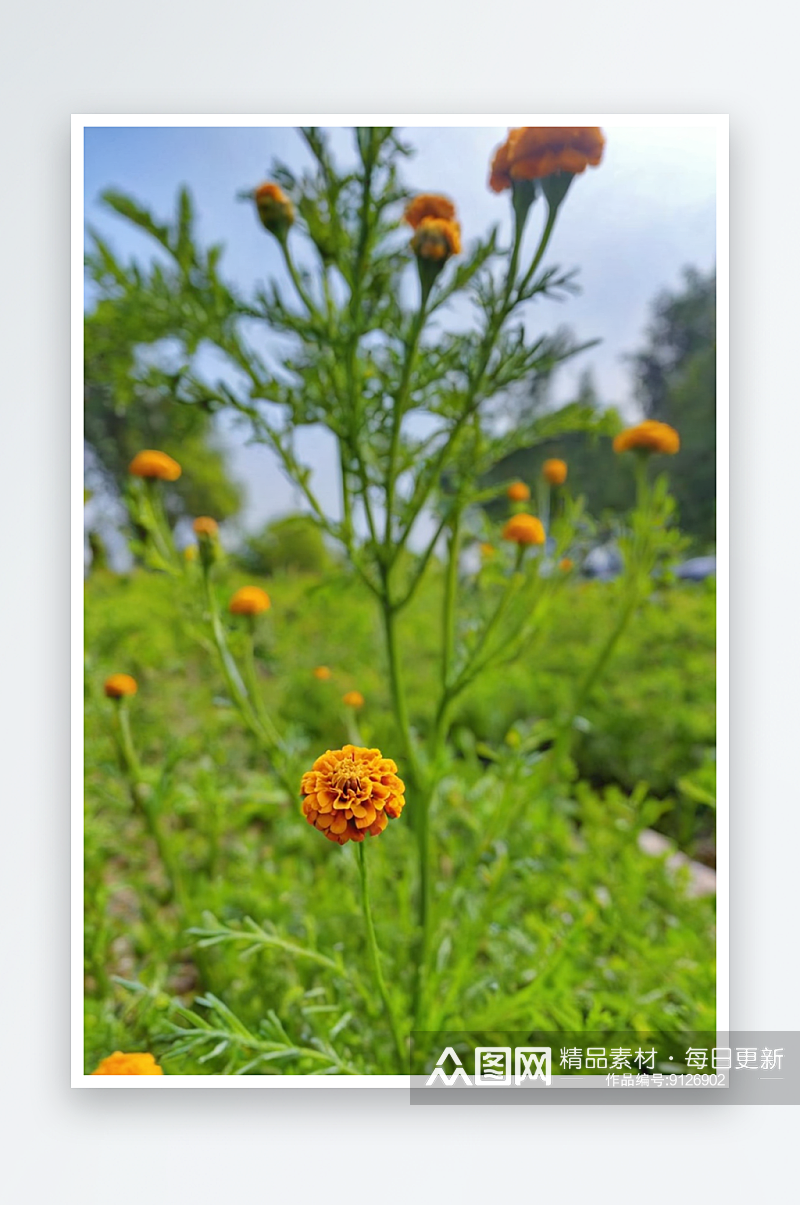 万寿菊花蕾或植物花图片素材