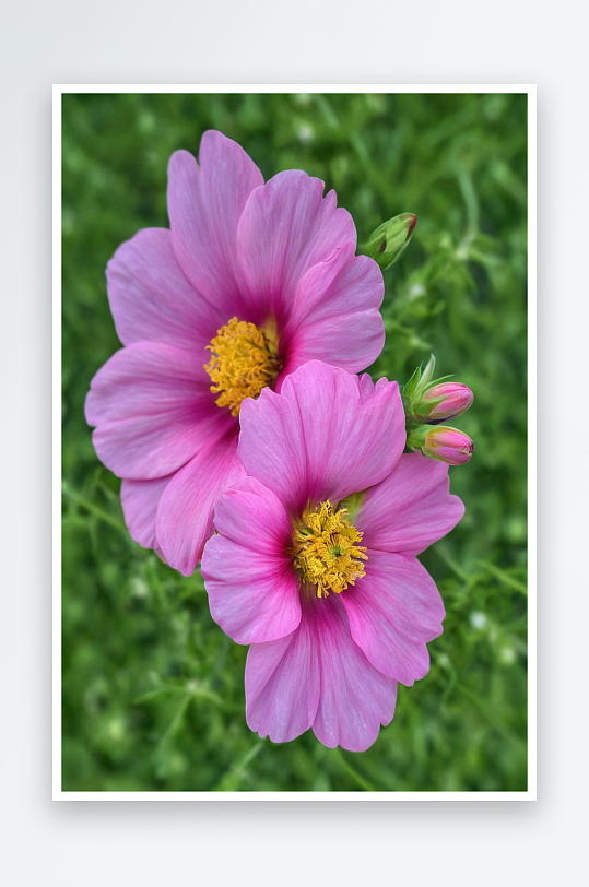 两朵粉红色宇宙花英庭花园中有花蕾图片