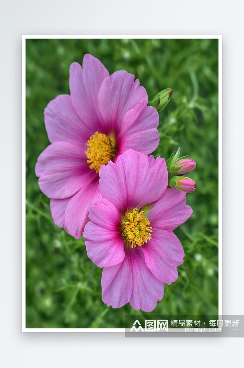 两朵粉红色宇宙花英庭花园中有花蕾图片素材