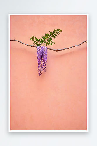 野生植物野外植物拍摄主题背景是粉色墙壁一