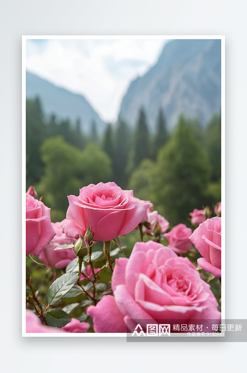 盛开粉红玫瑰图片素材