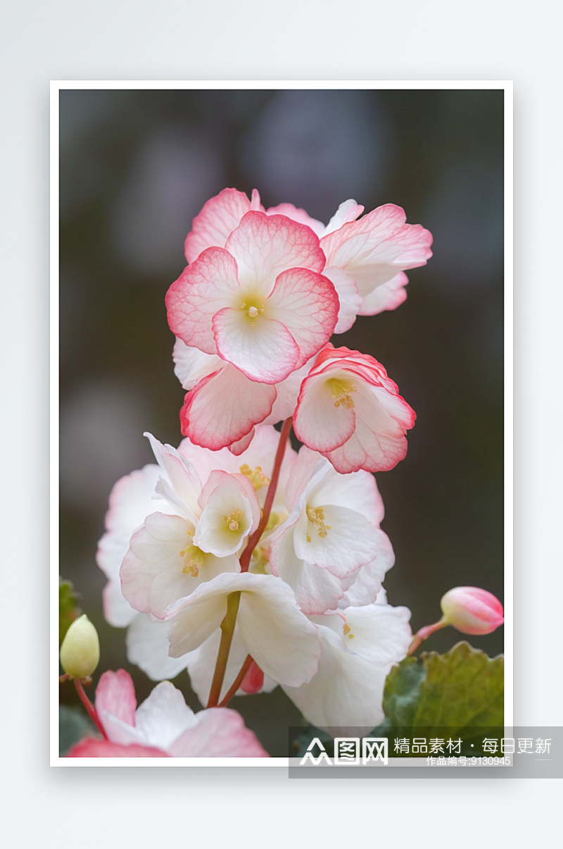 海棠花粉红色白色图片素材