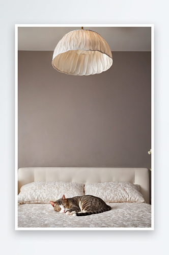 短毛猫蜷缩床上睡白色灯下图片