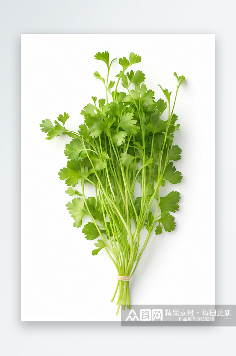 微绿香菜孤立白色背景选择性聚焦图片素材
